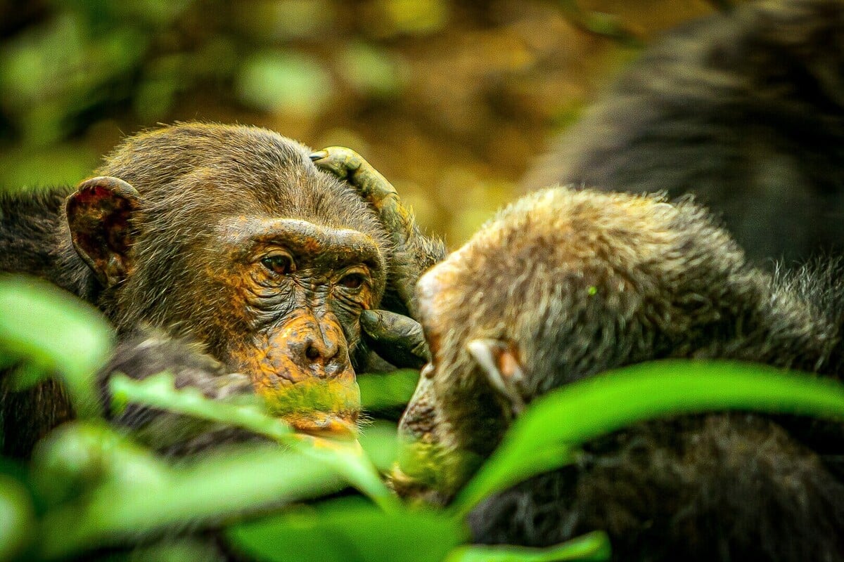 image_processing20211013-10-96pyr7 image_processing20211013-10-96pyr7